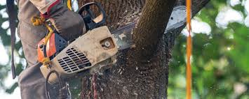 Best Arborist Consultation Services  in Lookout Mountain, AL