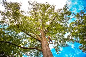 Best Tree Health Inspection  in Lookout Mountain, AL