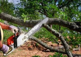 Best Lawn Pest Prevention  in Lookout Mountain, AL