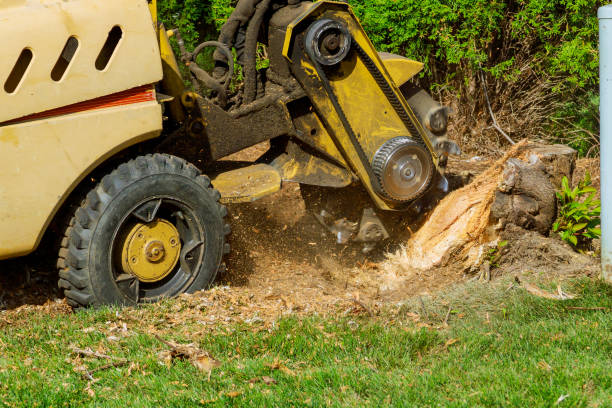 Best Commercial Tree Services  in Lookout Mountain, AL