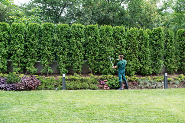 Best Root Management and Removal  in Lookout Mountain, AL